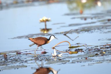 Güzel, beyaz kanatlı bir kuşun yakın çekimi.