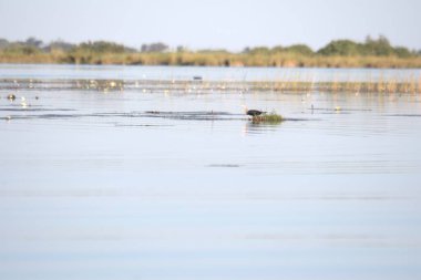 Ormandaki gölün güzel manzarası