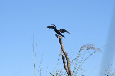 korteks köşesi, korkorcorus köşesi