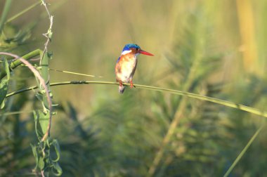 Ormanda bir ağacın dalında bir kuş oturuyor.