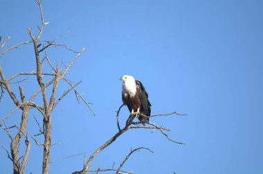 Kartal doğanın dalında