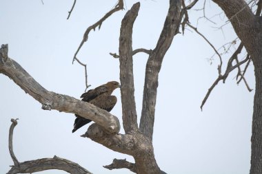 Kartal kuşu, bitki ve hayvan.