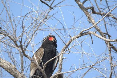 Kırmızı gagalı kartal (haliaeetus leucocephalus), Güney Afrika.