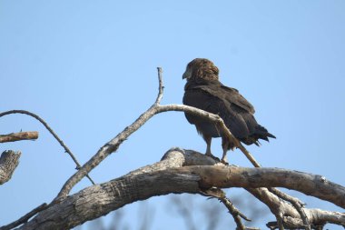 Güzel bir kuşun yakın çekimi.