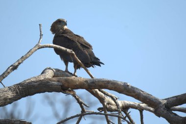Siyah - ağaçta kanatlı kartal, Kruger Ulusal Parkı, Güney Afrika