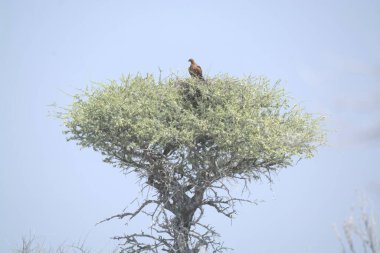 Kuş ormandaki bir ağaçta oturuyor.