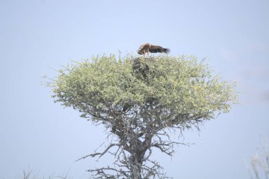 Afrika Kartalı (panthera tidus), savanadaki Afrika Ağacı.