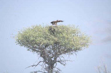 Vahşi doğada bir kuş