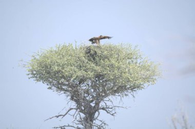 Kenya, Ulusal Park 'ta bir ağaç