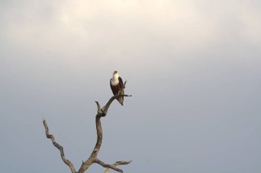 Afrika Kartalı (haliaeetus voetsus )