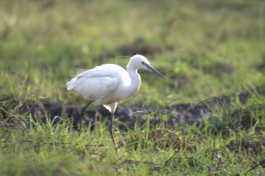 göl kıyısında beyaz balıkçıl