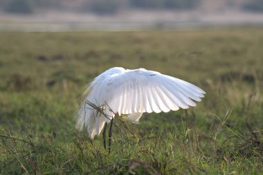 Arazide beyaz bir balıkçıl