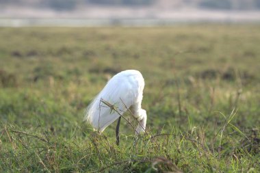 Çimlerde beyaz balıkçıl