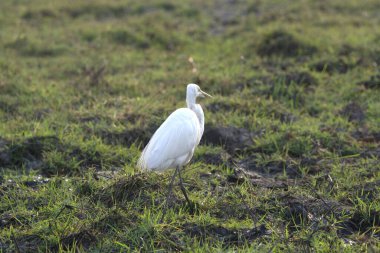 Çimlerde beyaz balıkçıl