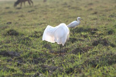 Çimlerde beyaz leylek