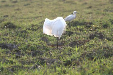Güzel beyaz balıkçıl vahşi doğada