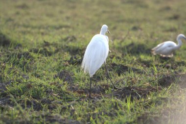 Ormandaki beyaz balıkçıl