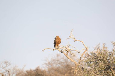 Kırmızı - geri vites - vna vanna - Kruger Ulusal Parkı - Güney Afrika
