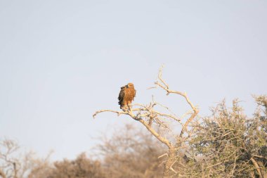 Kruger Milli Parkı 'ndaki ağaçta güzel bir kuş.