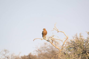 kırmızı - kuyruklu kerkenez (tinco cuvco cuco) guguguk kuşunun doğal rezervinde bir dala tünemiştir.