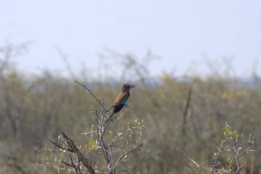 Güney Afrika 'daki Kruger Ulusal Parkı' nda bir ağaç dalında erkek arı yiyici..