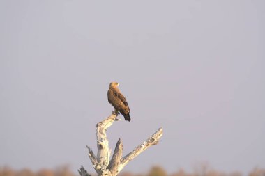 Kel kartal (haliceetus leucocephalus) )