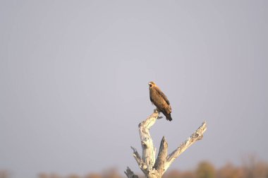 Kartal vahşi doğada