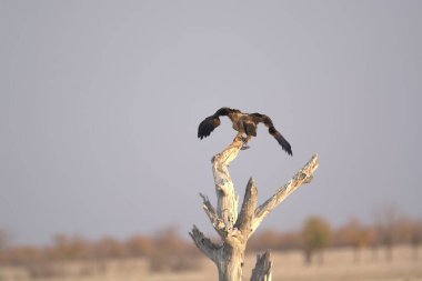 Sabahları ağaçtaki kartal