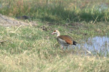 Parktaki güzel bir kuş görüntüsü.