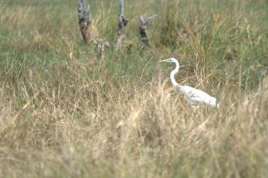 Beyaz balıkçıl otların arasında