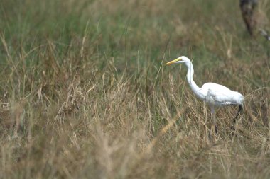 Sudaki beyaz balıkçıl