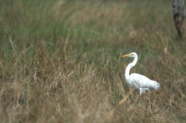 Doğadaki güzel kuşun manzarası