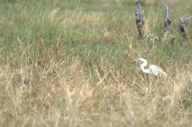 Büyük beyaz balıkçıl (dea alba )