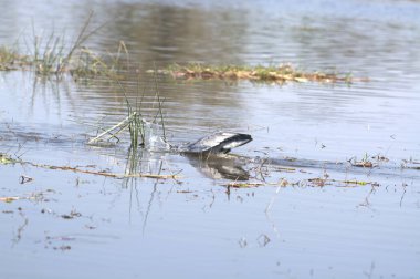 Bir kuş yerde oturuyor.