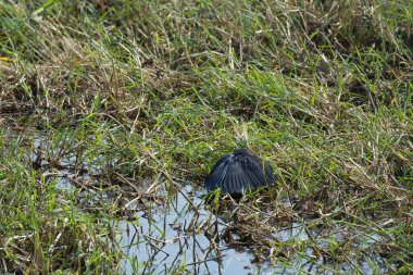 Kara balıkçıl vahşi doğada, Costa rica