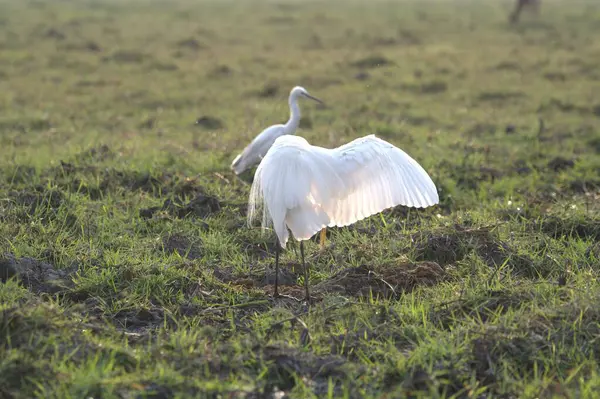 Ormandaki beyaz balıkçıl