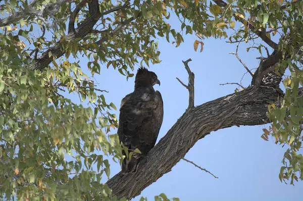 Bulanık bir geçmişi olan bir ağaç dalına tünemiş yetişkin bir kartalın yakın çekimi.
