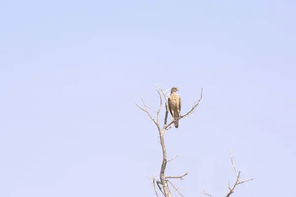 kuş bir ağaç dalı üzerinde oturuyor