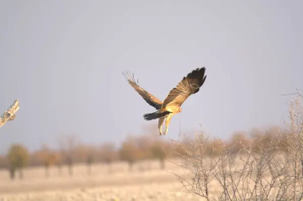 Kuş gökyüzünde uçuyor.