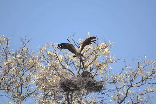 Ormandaki bir ağacın dalındaki kuş.