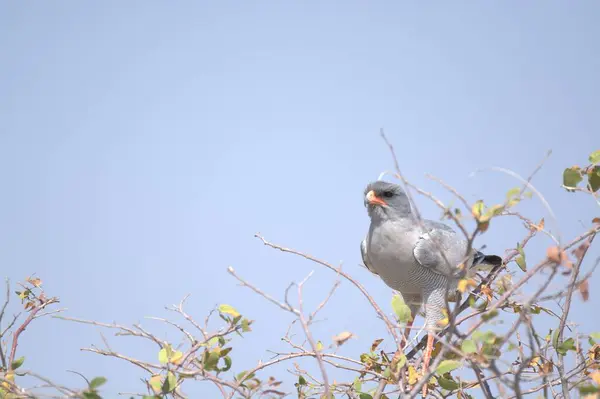 Gri kuş, doğa ve hayvan