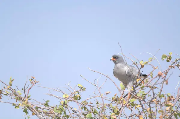 Vahşi doğada bir güvercin
