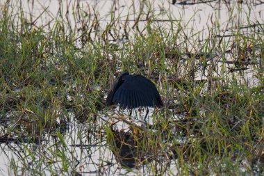Siyah balıkçıl (ardea cinerea) doğal habitat, Dublin, İrlanda 'da