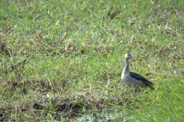 Bir kuş yerde oturuyor.