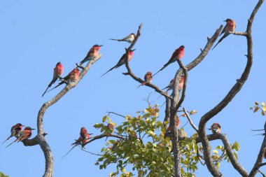 Bir grup kuş vahşi doğada