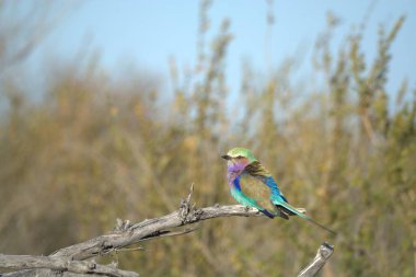 Ağacın dalında bir kuş