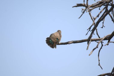 Ağacın dalında bir kuş