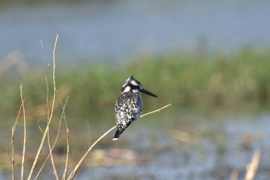 Doğada bir kuş, vahşi