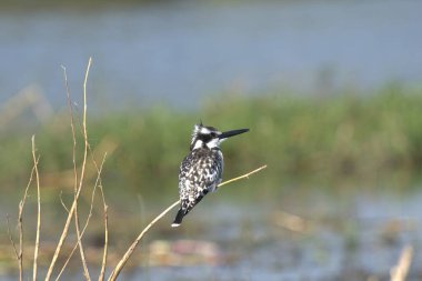 siyah - kuyruklu Kingfisher (alceatatatatdo )