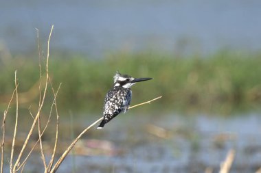Göldeki kuş, doğa arka planı.